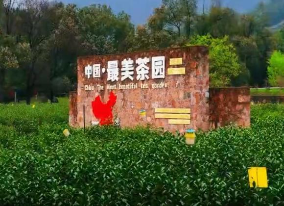 【游舒城】大家好，我是舒城小蘭花。這個春天，來舒城茶園，和我來一場美麗的邂逅